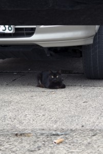 黒い猫